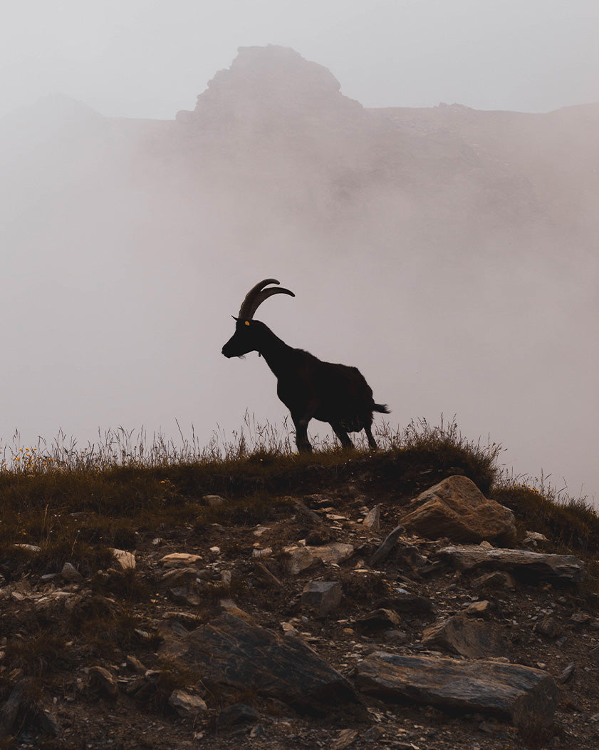 Cashmere Material Guide